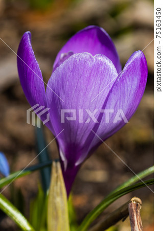 Violet beautiful crocus in early spring garden. Soft selective focus. Violet beautiful crocus in early spring garden. Soft selective focus. 75163450