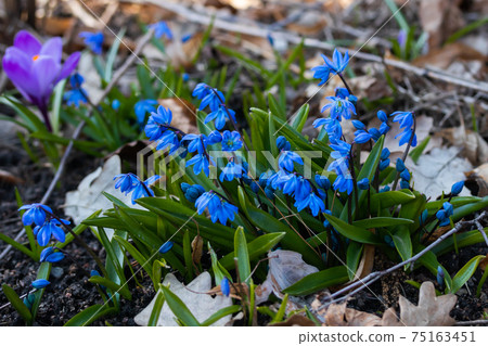 Blue scilla in the spring forest. The first spring flowers. Selective focus. 75163451