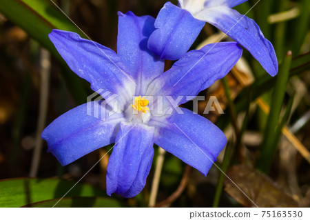 Closeup of blooming blue scilla luciliae flowers in sunny day. First spring bulbous plants. Selective focus. Closeup of blooming blue scilla luciliae flowers in sunny day. First spring bulbous plants. Selective focus. 75163530