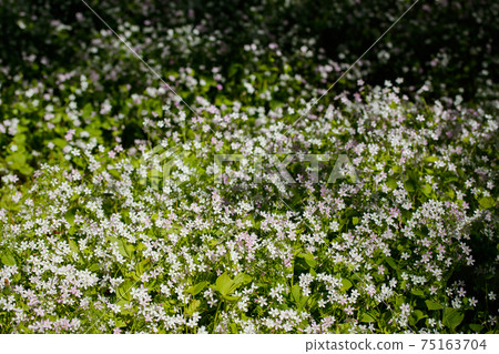 Background of white wildflowers of Claytonia sibirica in shady forest Background of white wildflowers of Claytonia sibirica in shady forest 75163704
