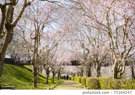 The land of the land style of the landform of the land weeping cherry blossoms 75164247