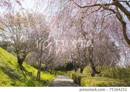 The land of the land style of the landform of the land weeping cherry blossoms 75164252
