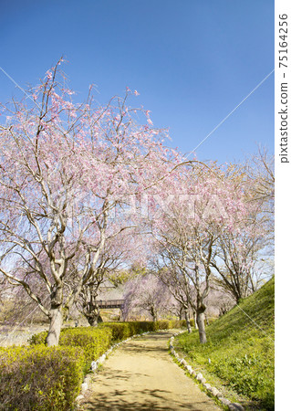 The land of the land style of the landform of the land weeping cherry blossoms The land of the land style of the landform of the land weeping cherry blossoms 75164256
