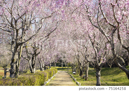 The land of the land style of the landform of the land weeping cherry blossoms The land of the land style of the landform of the land weeping cherry blossoms 75164258