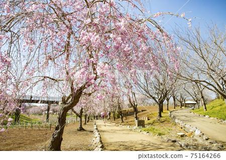 The land of the land style of the landform of the land weeping cherry blossoms 75164266