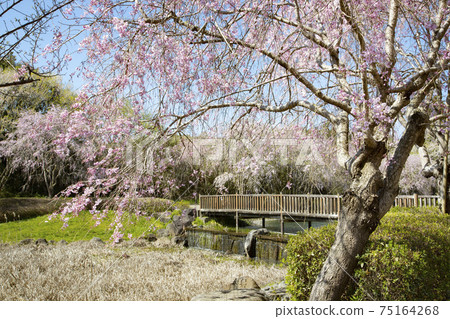 The land of the land style of the landform of the land weeping cherry blossoms The land of the land style of the landform of the land weeping cherry blossoms 75164268