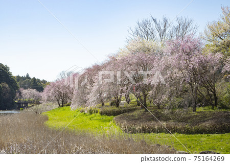 The land of the land style of the landform of the land weeping cherry blossoms 75164269