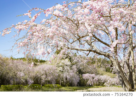 The land of the land style of the landform of the land weeping cherry blossoms The land of the land style of the landform of the land weeping cherry blossoms 75164270