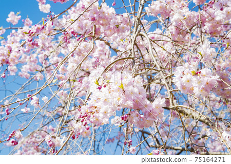 The land of the land style of the landform of the land weeping cherry blossoms 75164271