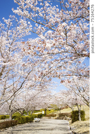 Hill Hitachi Fudoki, a tree-lined road of Yoshino cherry tree 75164276