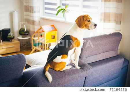 why do dogs want to sit on the couch