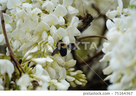 A bear sticking white shrub flower nectar A bear sticking white shrub flower nectar 75164367