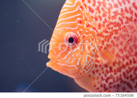 Discus Symphysodon, freshwater fish native to the Amazon River, in fishtank 75164506