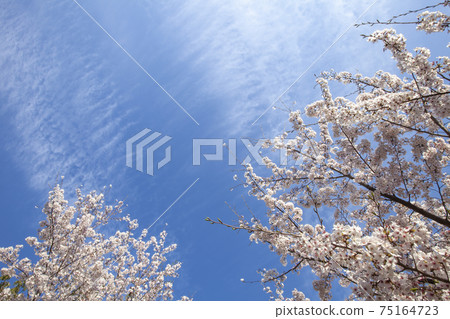春天的天空,盛開的櫻花和像刷子4一樣的雲朵天空 春天的天空,盛開的櫻花和像刷子4一樣的雲朵天空 75164723