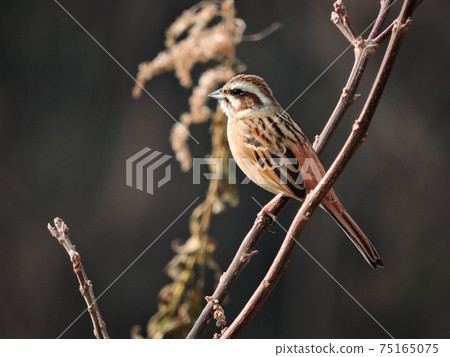 Bunting perching on a tree 75165075