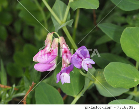 Flower of flowers 75165083