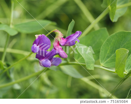 Flower of flowers 75165084