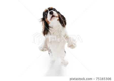 Portrait of cute king charles spaniel dog isolated over white background. Portrait of cute king charles spaniel dog isolated over white background. 75165306