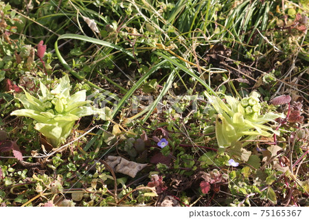 Fukinoto Fukinoto 75165367