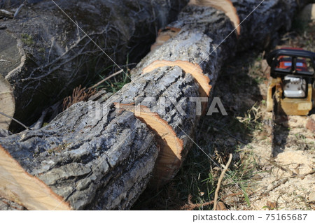 Oak logs cut with a chainsaw Oak logs cut with a chainsaw 75165687