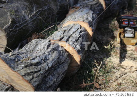 Oak logs cut with a chainsaw Oak logs cut with a chainsaw 75165688
