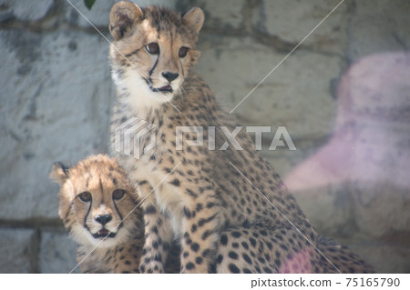 Cheetah children 75165790