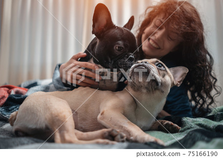 female and couple cute french bulldog dogs resting or playing on bed at home female and couple cute french bulldog dogs resting or playing on bed at home 75166190