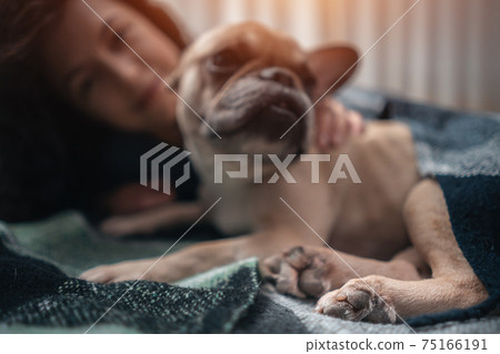 female and cute french bulldog dog resting on bed with plaid at cozy home female and cute french bulldog dog resting on bed with plaid at cozy home 75166191