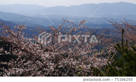 吉野山千本櫻倉奧千本 吉野山千本櫻倉奧千本 75166293