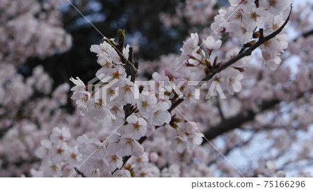 Yoshinoyama Senbonzakura Oku Senbon 75166296