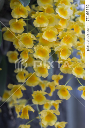 Yellow orchid , Tropical orchid Yellow orchid , Tropical orchid 75166362