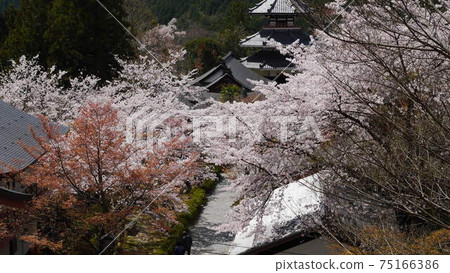 Yoshinoyama Senbonzakura Kinpusenji Zaodo Yoshinoyama Senbonzakura Kinpusenji Zaodo 75166386