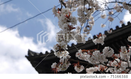 Yoshinoyama Senbonzakura Kinpusenji Zaodo Yoshinoyama Senbonzakura Kinpusenji Zaodo 75166388