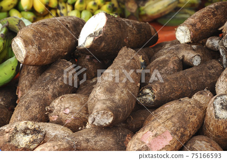 Cassava or the scientific name known as Manihot Esculenta Crantz. Cassava or the scientific name known as Manihot Esculenta Crantz. 75166593