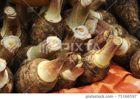 Taro corms collected by farmers. Taro also known as Colocasia esculenta as its scientific names. It is the widely cultivated in south east asia. Taro corms collected by farmers. Taro also known as Colocasia esculenta as its scientific names. It is the widely cultivated in south east asia. 75166597