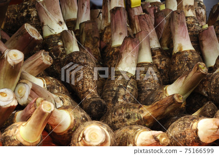 Taro corms collected by farmers. Taro also known as Colocasia esculenta as its scientific names. It is the widely cultivated in south east asia.  75166599