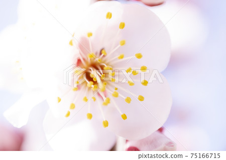 梅花特寫1 梅花特寫1 75166715