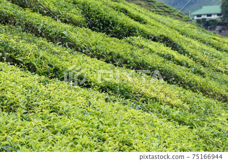 Tea Valley at Cameron Highland, Malaysia. In addition to being the largest tea producers in Malaysia, it is also a popular tourist destination in Malaysia. 75166944
