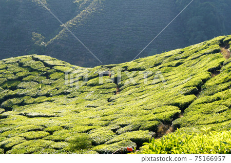 Tea Valley at Cameron Highland, Malaysia. In addition to being the largest tea producers in Malaysia, it is also a popular tourist destination in Malaysia. Tea Valley at Cameron Highland, Malaysia. In addition to being the largest tea producers in Malaysia, it is also a popular tourist destination in Malaysia. 75166957
