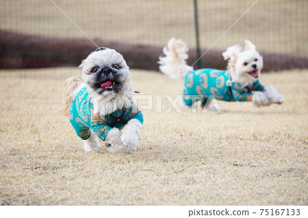 追狗奔跑的狗 75167133