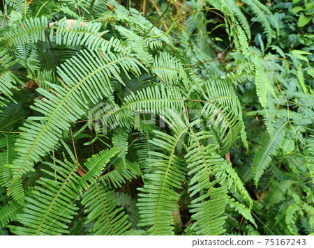 Ferns grow wild in the tropics. Shoots can be used as traditional food. Shrubs of ferns can help keep the slope structure from eroding. 75167243