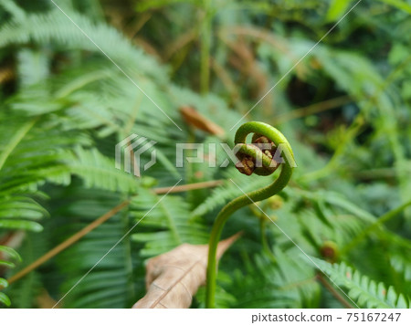 Ferns grow wild in the tropics. Shoots can be used as traditional food. Shrubs of ferns can help keep the slope structure from eroding. 75167247