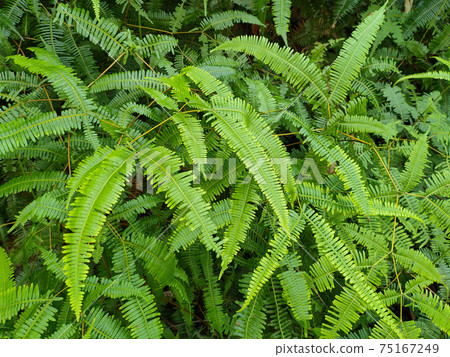 Ferns grow wild in the tropics. Shoots can be used as traditional food. Shrubs of ferns can help keep the slope structure from eroding. Ferns grow wild in the tropics. Shoots can be used as traditional food. Shrubs of ferns can help keep the slope structure from eroding. 75167249
