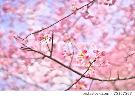 美麗的川津櫻花和天空 美麗的川津櫻花和天空 75167597