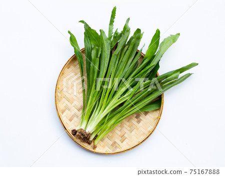 Culantro or sawtooth coriander on white background. T Culantro or sawtooth coriander on white background. T 75167888