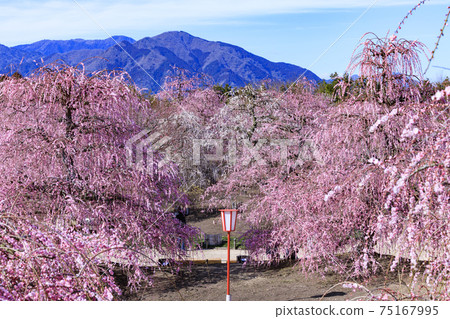 Plum blossoms in full bloom Plum Suzuka no Mori Garden Plum blossoms in full bloom Plum Suzuka no Mori Garden 75167995