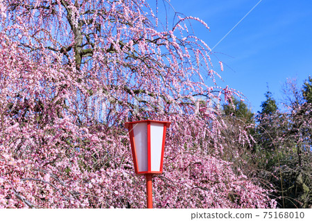 Plum blossoms in full bloom Plum Suzuka no Mori Garden Plum blossoms in full bloom Plum Suzuka no Mori Garden 75168010