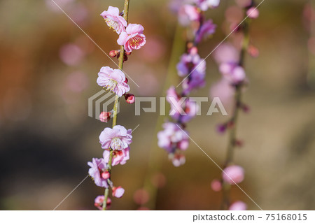盛開的梅花梅花鈴鹿沒有森林花園 75168015
