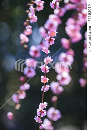 盛開的梅花梅花鈴鹿沒有森林花園 75168019