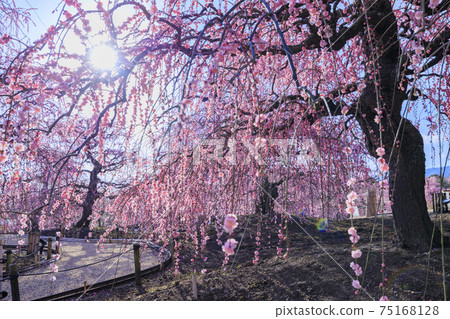 Plum blossoms in full bloom Plum Suzuka no Mori Garden 75168128
